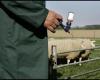 First sheep receive vaccination against bluetongue, vaccination is a race against time