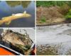 Already 1,000 kilos of dead fish and the carcasses continue to float to the surface: “This was once excellent fishing water, but the problem started about 15 years ago” (Ypres)