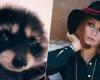 How a dancing raccoon to the tune of a deceased Italian singer conquers the internet with ‘Pedro, Pedro’ | Music