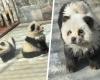 Chinese zoo won’t have giant pandas, so visitors will see ‘panda dogs’ painted black and white