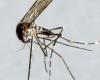 Asian tiger mosquito on the rise in the Netherlands: NVWA calls on reports of sightings