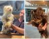Thirty severely neglected animals seized: “Search for the dog among the tangles of hair” (Beveren-Waas)