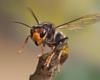 The battle against the Asian hornet is lost: “This will be the most visible insect in Flanders”