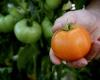 10 tips for growing the tastiest tomatoes yourself and surprising tomato varieties that deserve a place in your garden