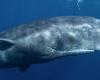 Scientists discover alphabet in sperm whales: “Not only humans have a complex communication system” | Animals