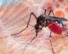 Dengue fever growing risk in (sub)tropics, but dengue is also becoming increasingly common in Europe